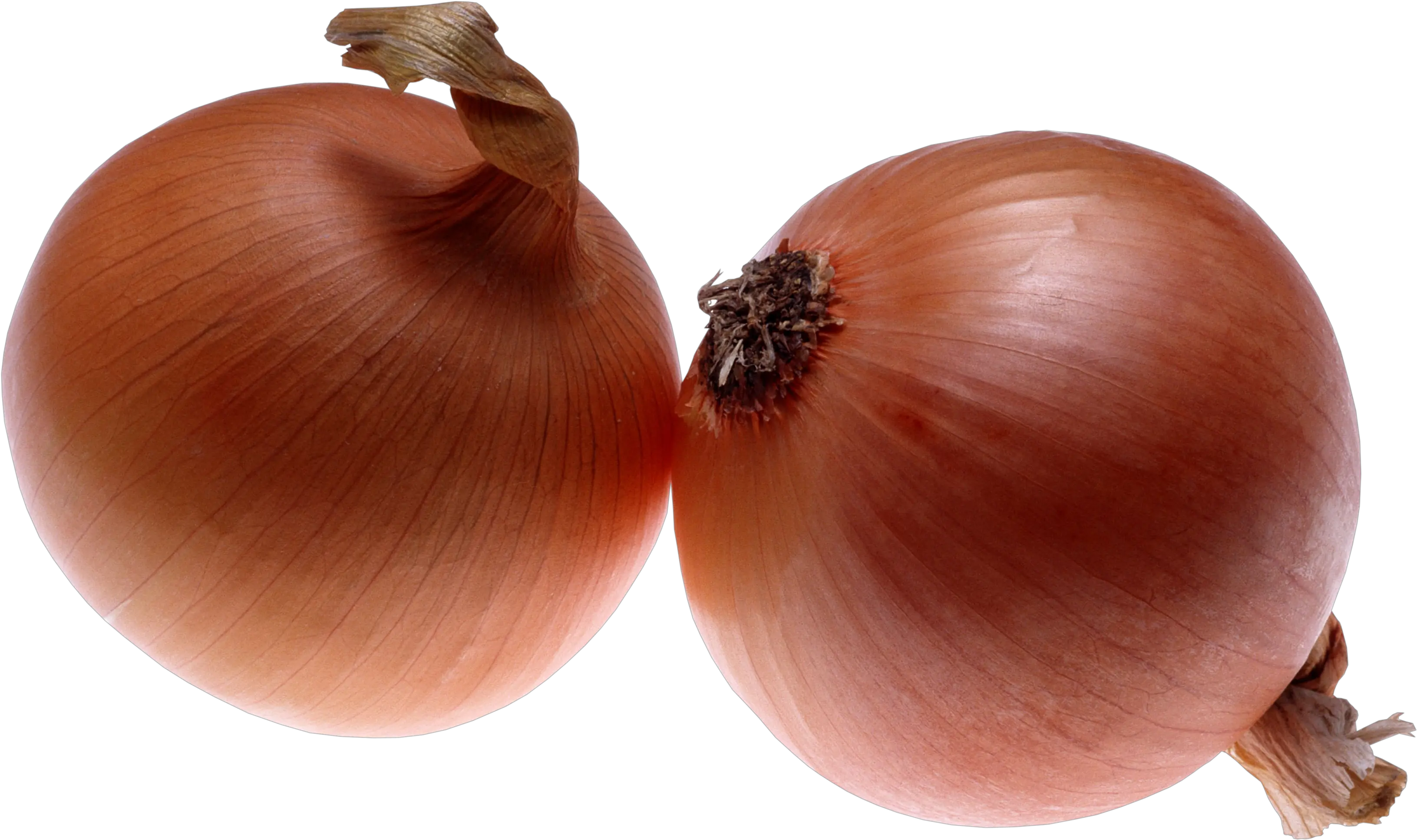 Download Onion Png Image For Free 2 Onions Png Onion Png