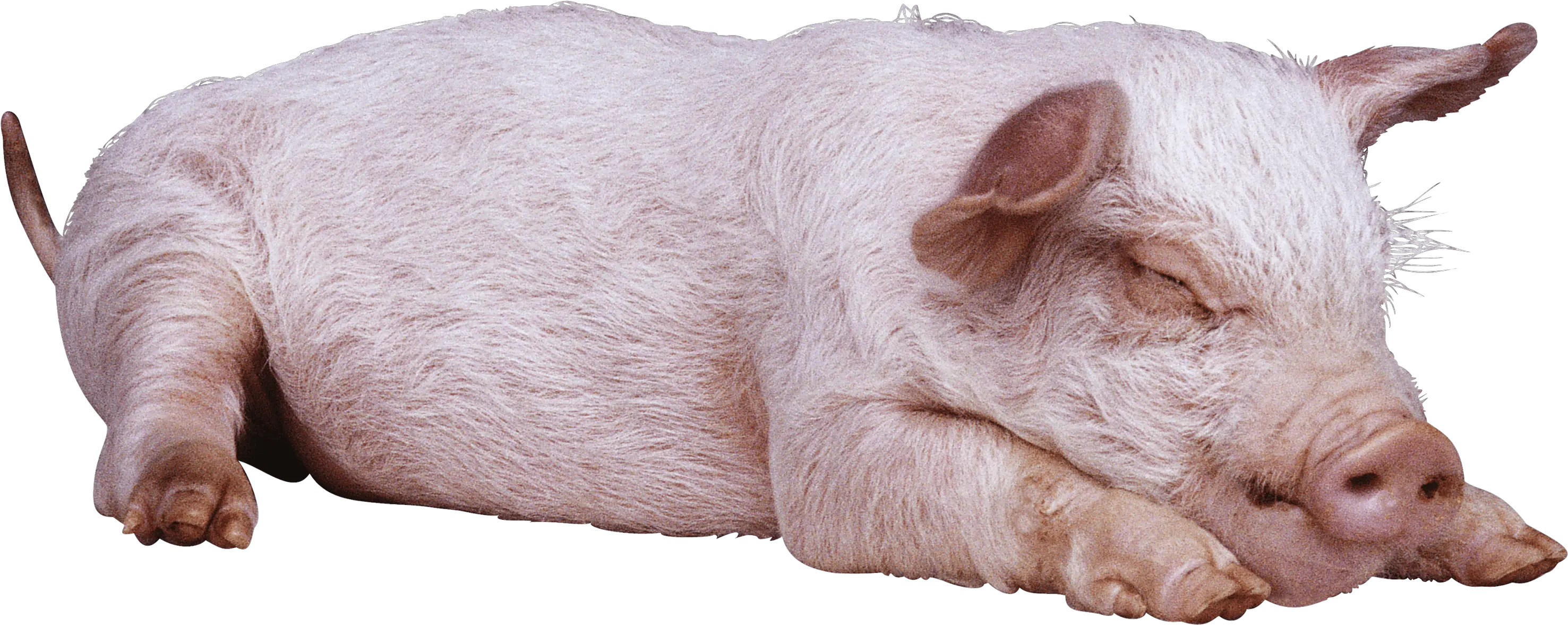 Download Sleeping Pig Png Image For Free Sleeping Pig Png Pig Png