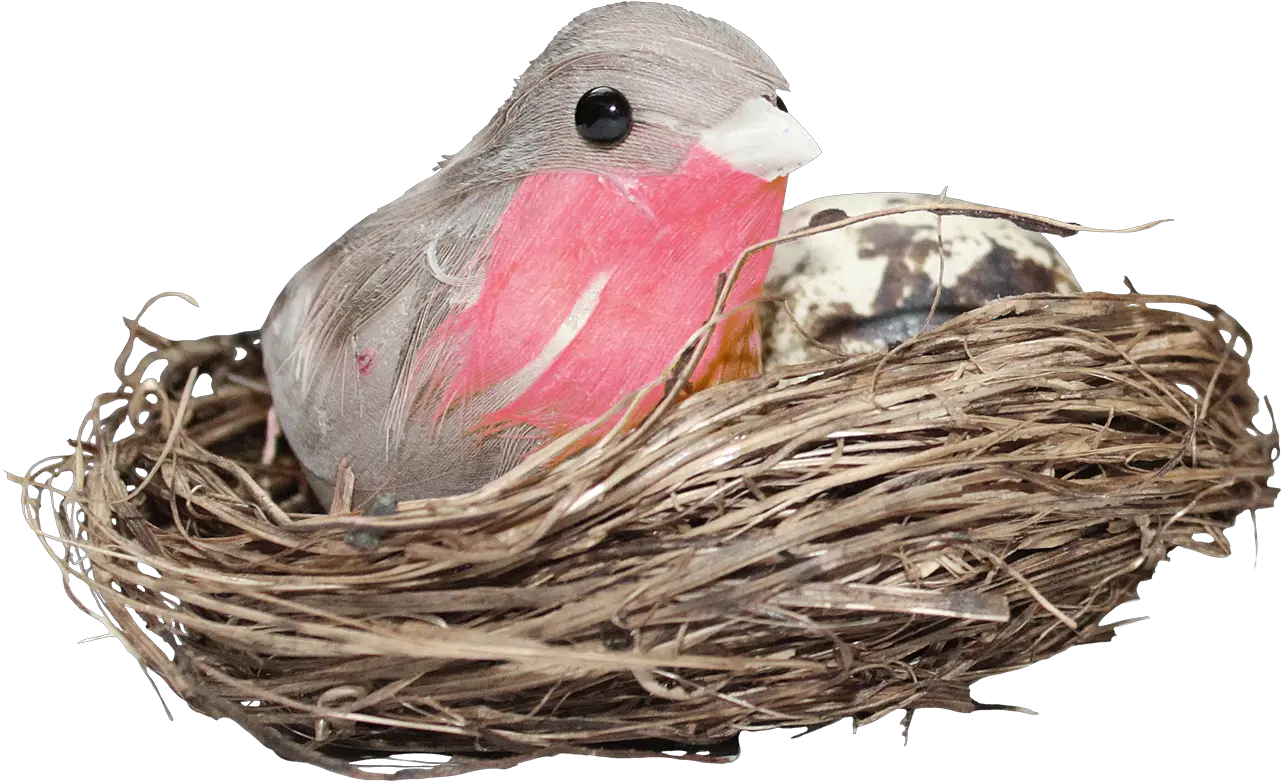 Download Nest Png Hd Photo Bird In Nest Png Nest Png