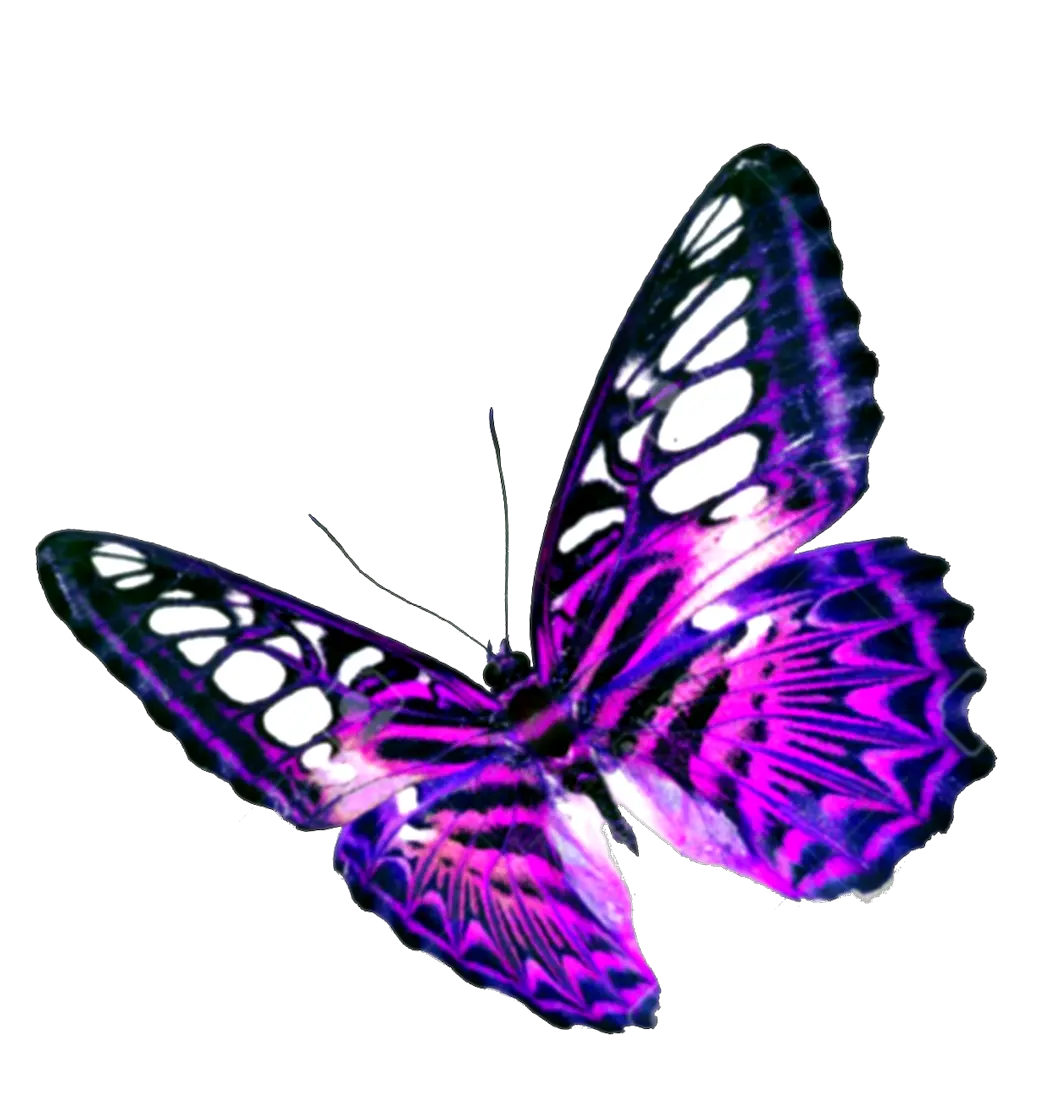 Magic Butterfly Png