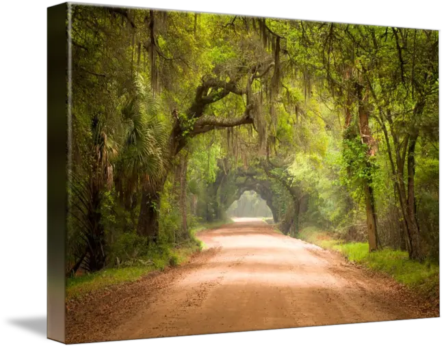 Charleston Sc Edisto Island Dirt Road Spring Natural Color Palette Png Dirt Road Png