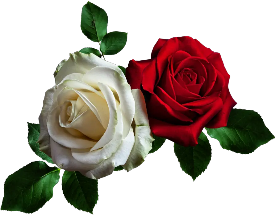 Efeitos Transparent Red Rose Flowers Png Gif Rosas Rojas Png