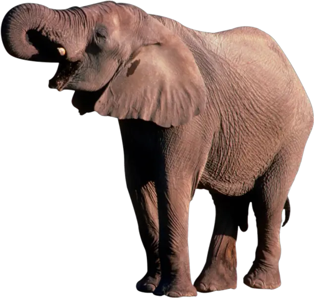 Elephant 02 Non Chronological Report About Elephants Png Elephant Transparent Background