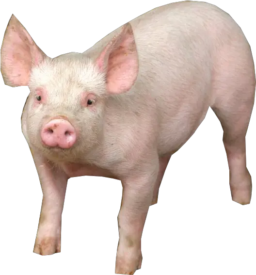 Pig Psd Official Psds Pigs With No Background Png Pig Emoji Png