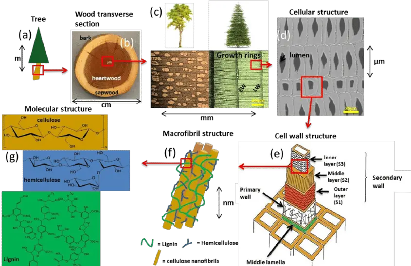 Cell Wall Polymersu0027 Structure In Trees From Tree To Cell Wall Of Trees Png Trees In Plan Png