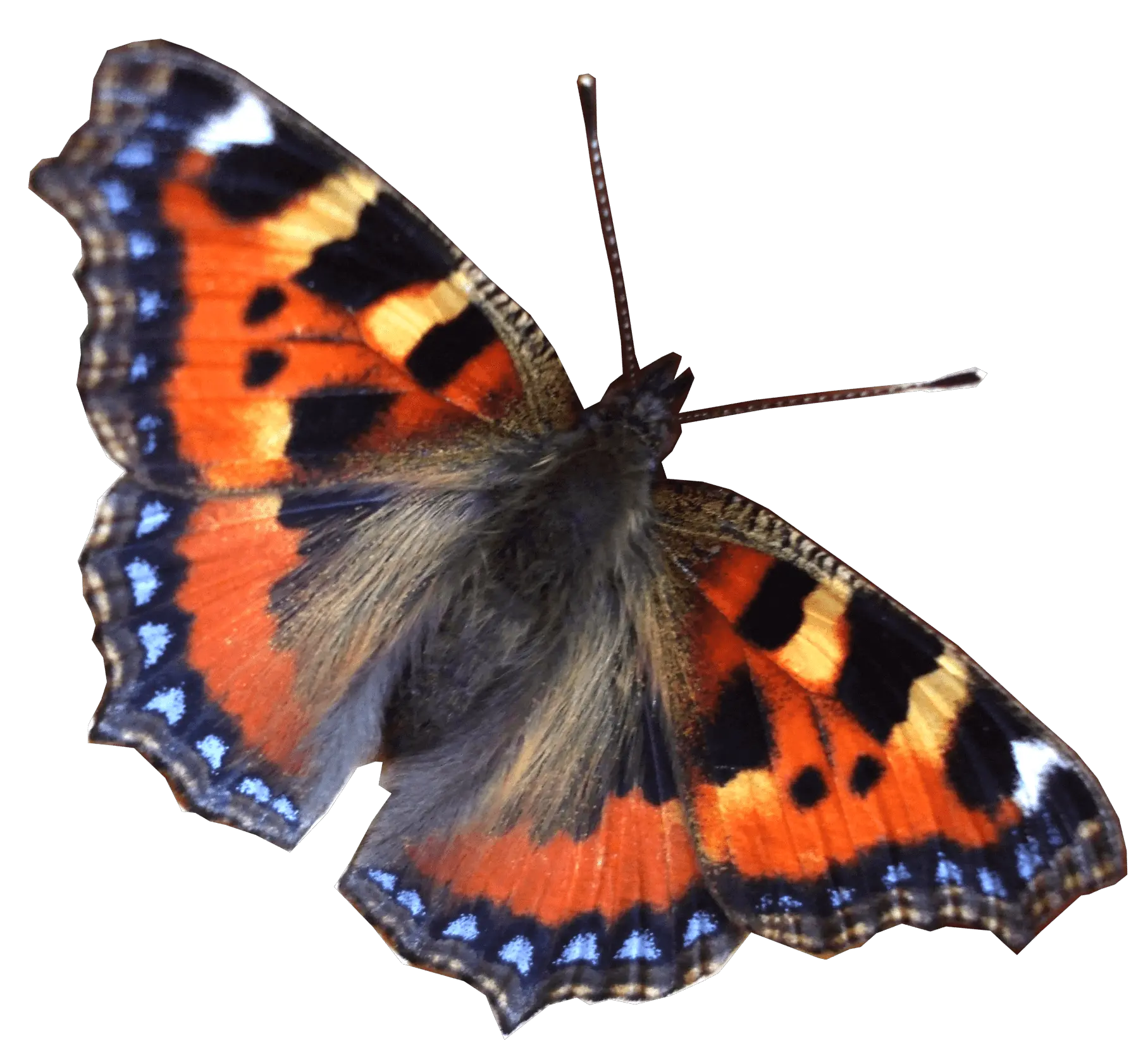 Flying Butterfly Gif Png