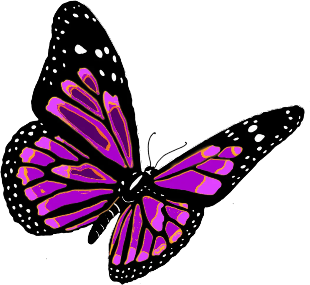 Drawing Butterfly Png