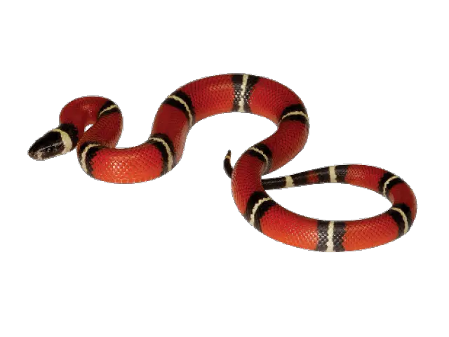 King Snake Transparent U0026 Png Clipart Free Download Ywd Red Snake Transparent Png Snake Transparent Background