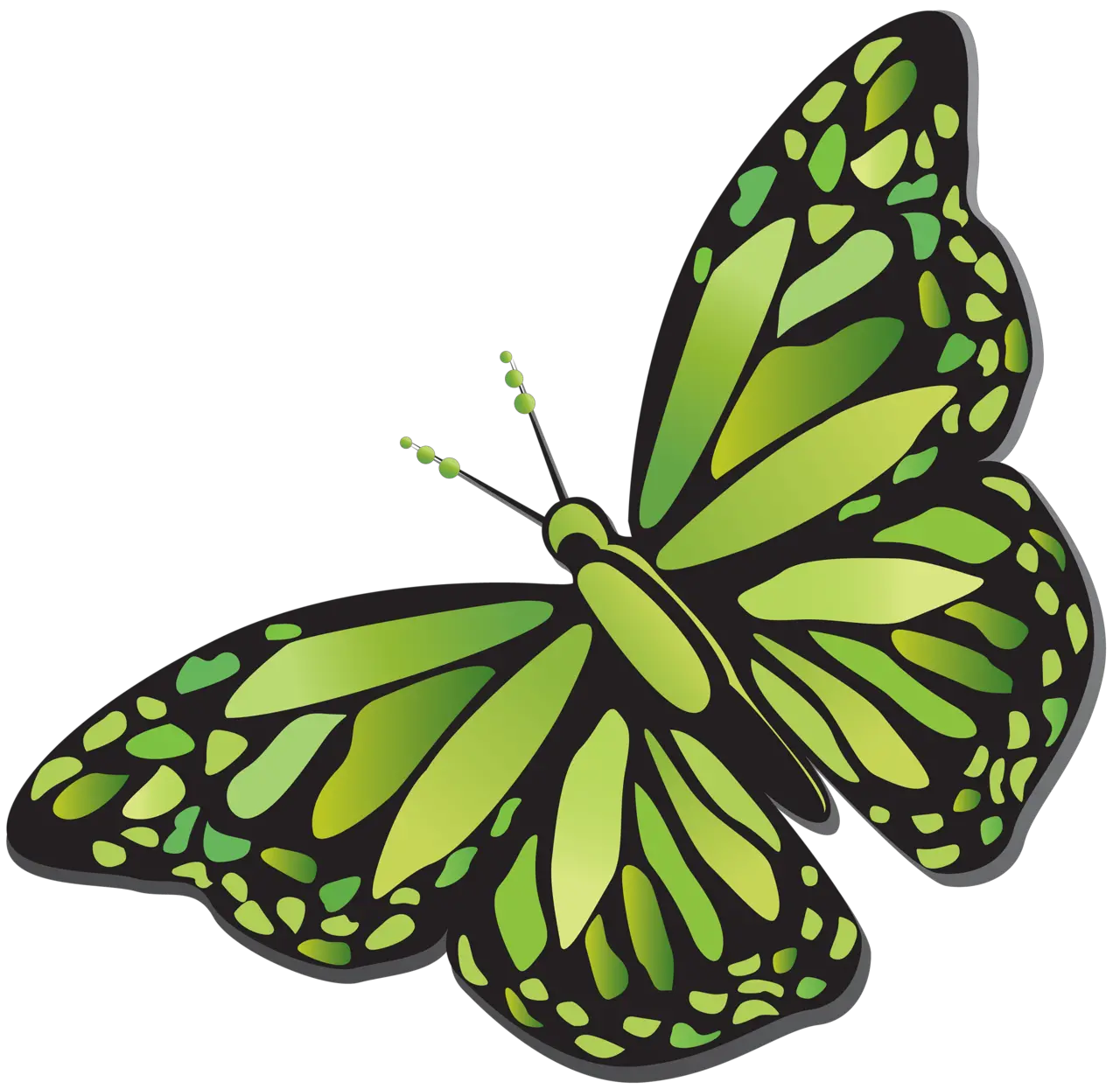 Butterfly Template Png