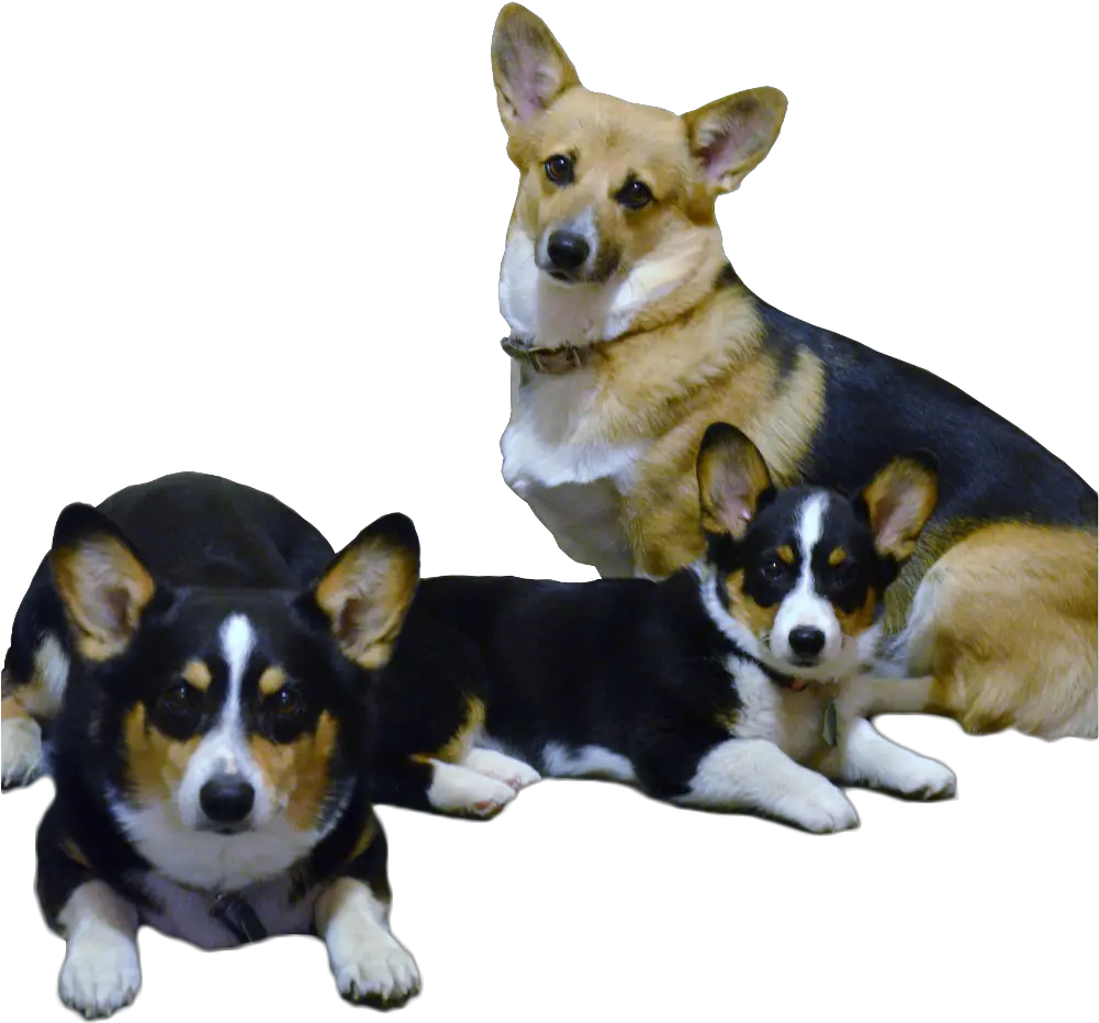 Diamond K Corgis Black Face Pembroke Welsh Corgis Png Corgi Transparent