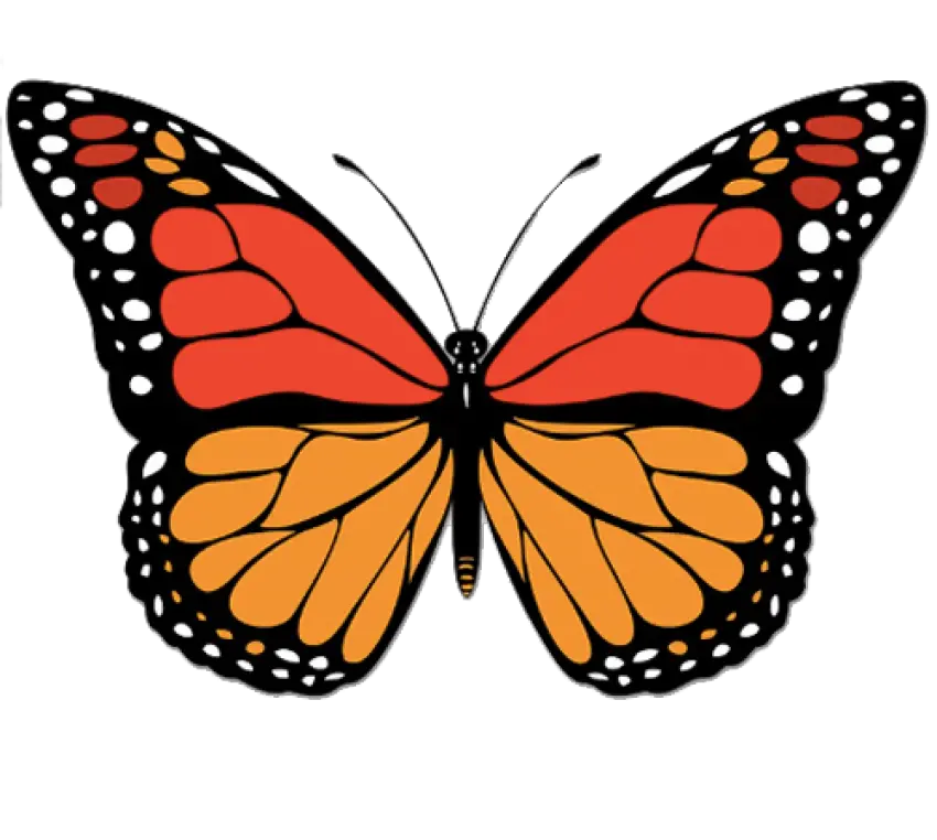 Butterfly Png Transparent Background