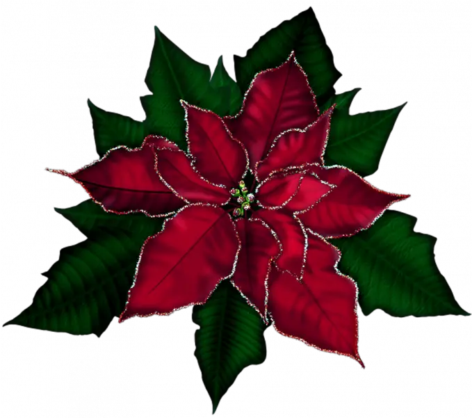 Poinsettia Christmas Transparent Transparent Christmas Flower Png Poinsettia Transparent Background