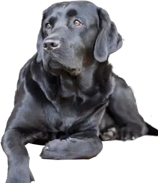 Separation Anxiety Dog Black Lab Png Full Size Png My Dog Does This Amazing Thing Lab Png