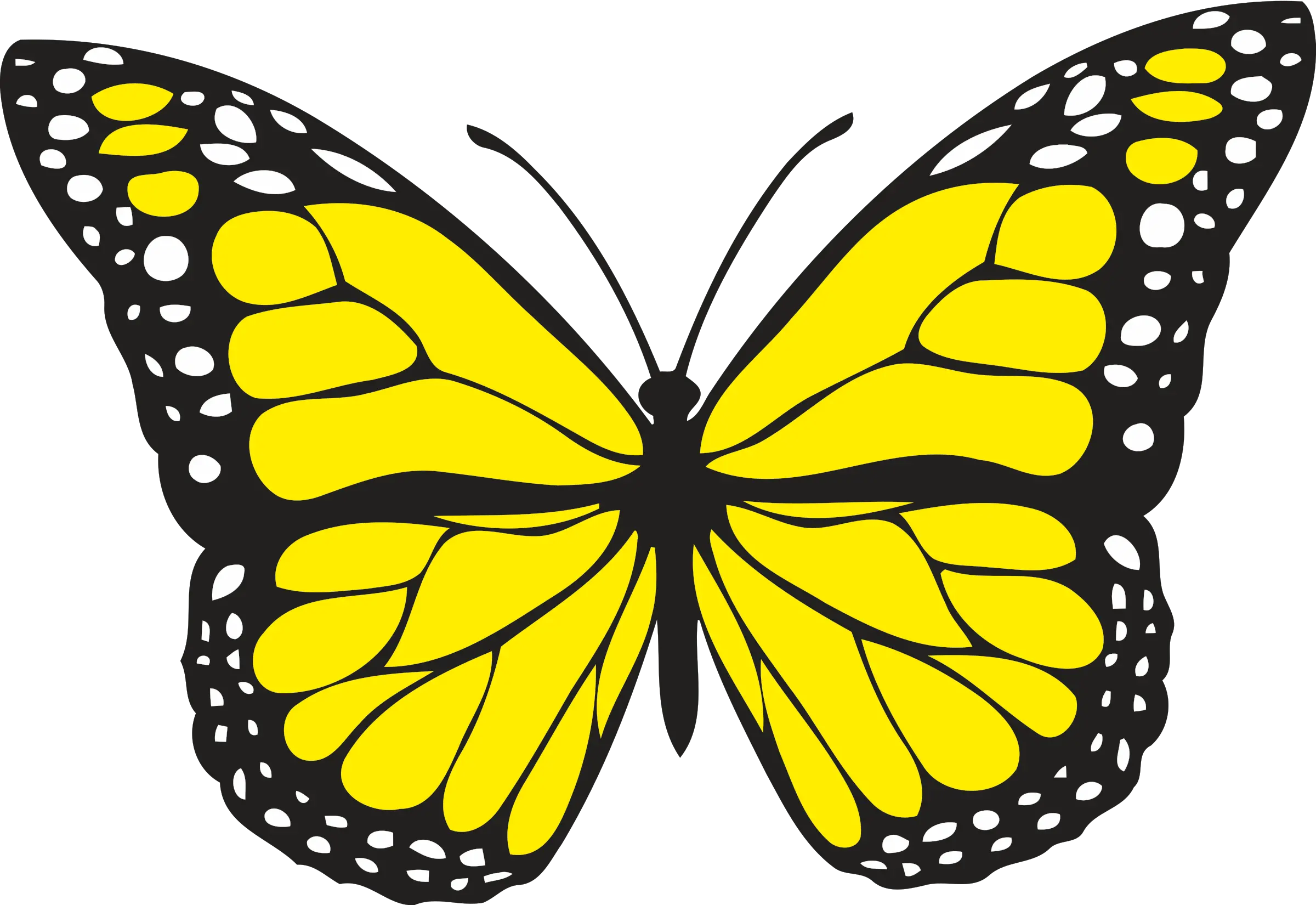 Butterfly Png Full Hd