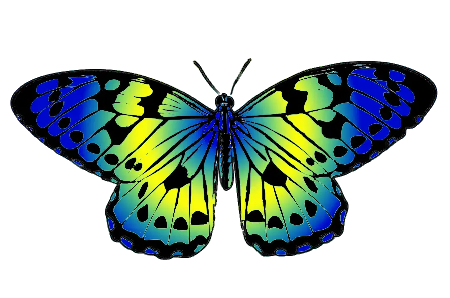 Butterfly Png Background Hd