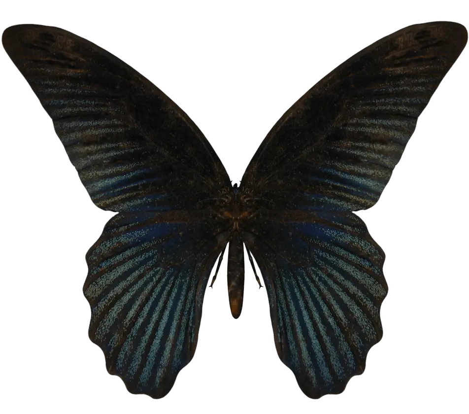 Butterfly Photo Png