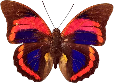 Butterfly Images Png Hd
