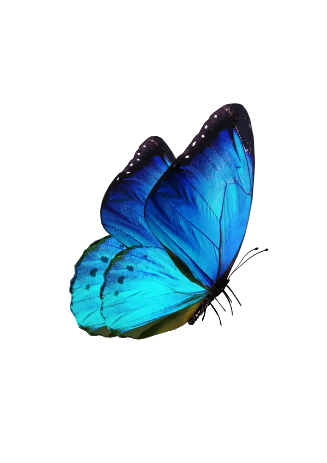 Butterfly In Png