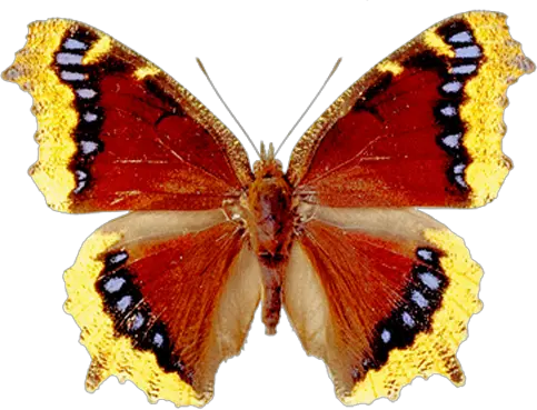 Butterfly Illustration Png