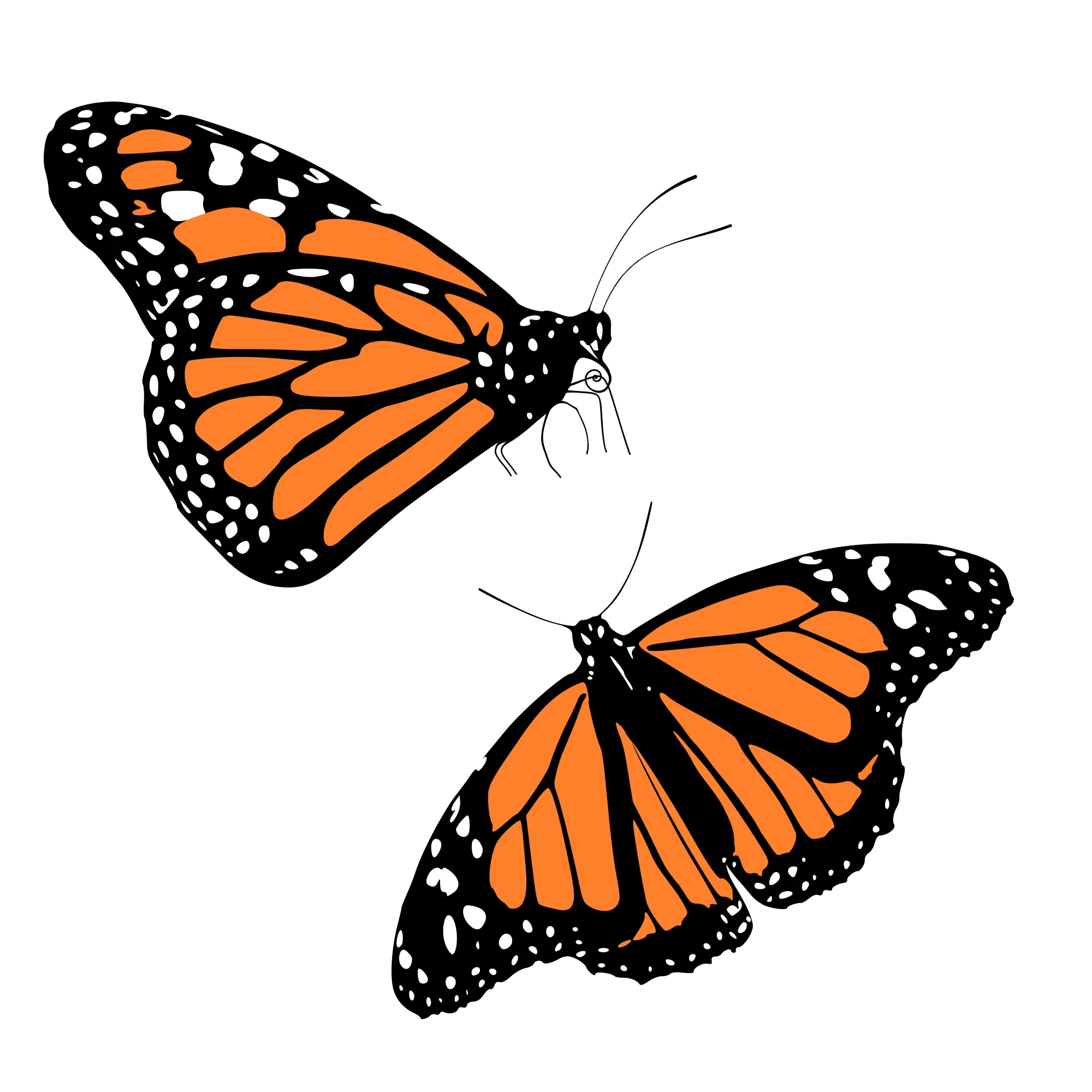 Butterfly Grinder Png