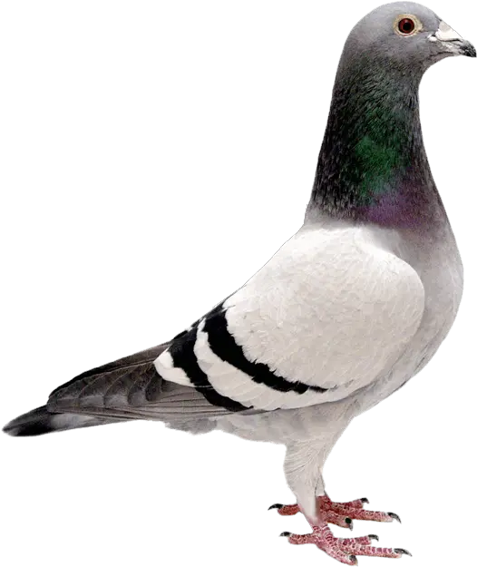 Pigeon Transparent Background Bird Image Free Png Images Transparent Background Pigeon Transparent Stock Photo Png