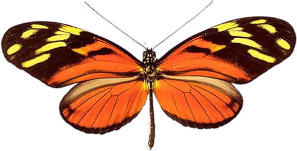 Butterflies Transparent Png