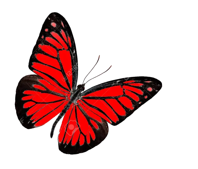 Butterflies Png Hd