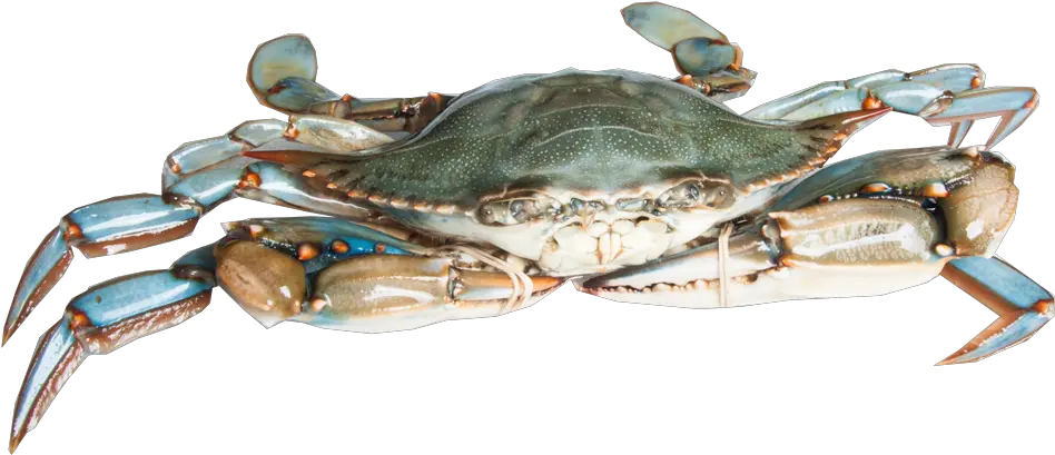 Download Blue Crab Blue Crab Png Crab Transparent Background