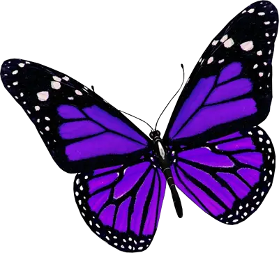 Png Images Of Butterfly