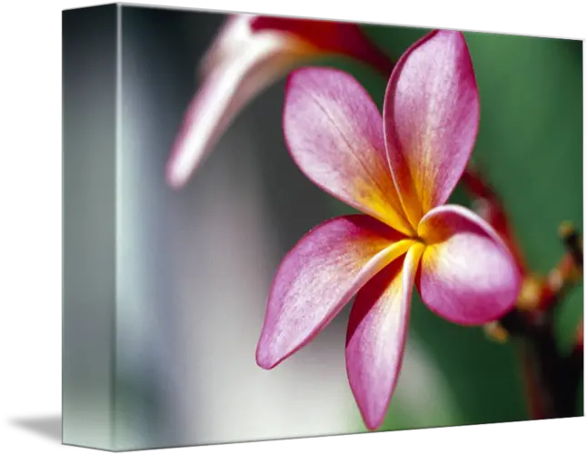 Close Up Of A Frangipani Plumeria Flower By Panoramic Images Frangipani Png Plumeria Flower Png