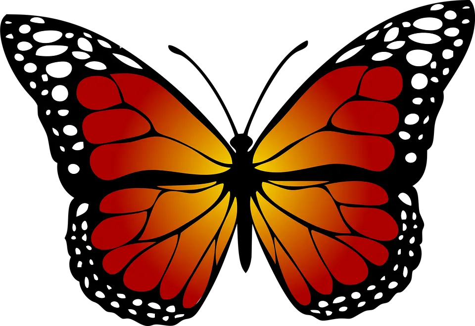 Realistic Butterfly Png