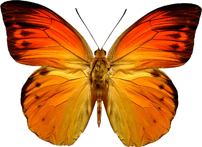 Flower And Butterfly Png