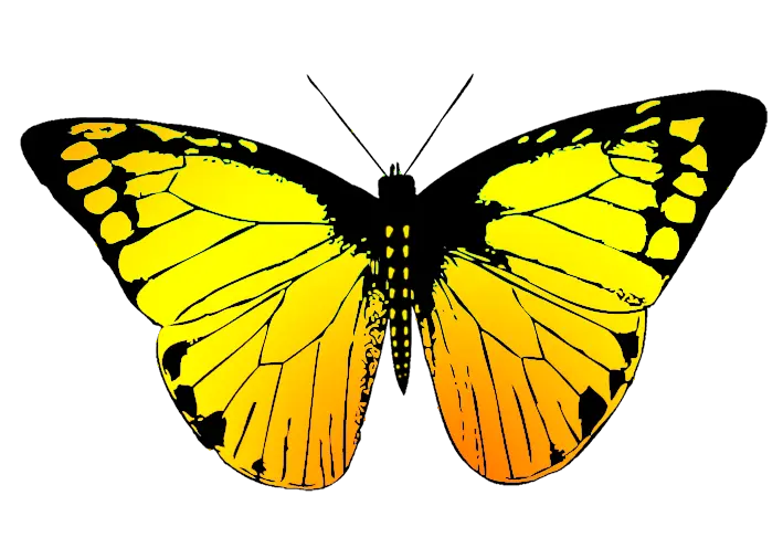 Butterfly Png Gif