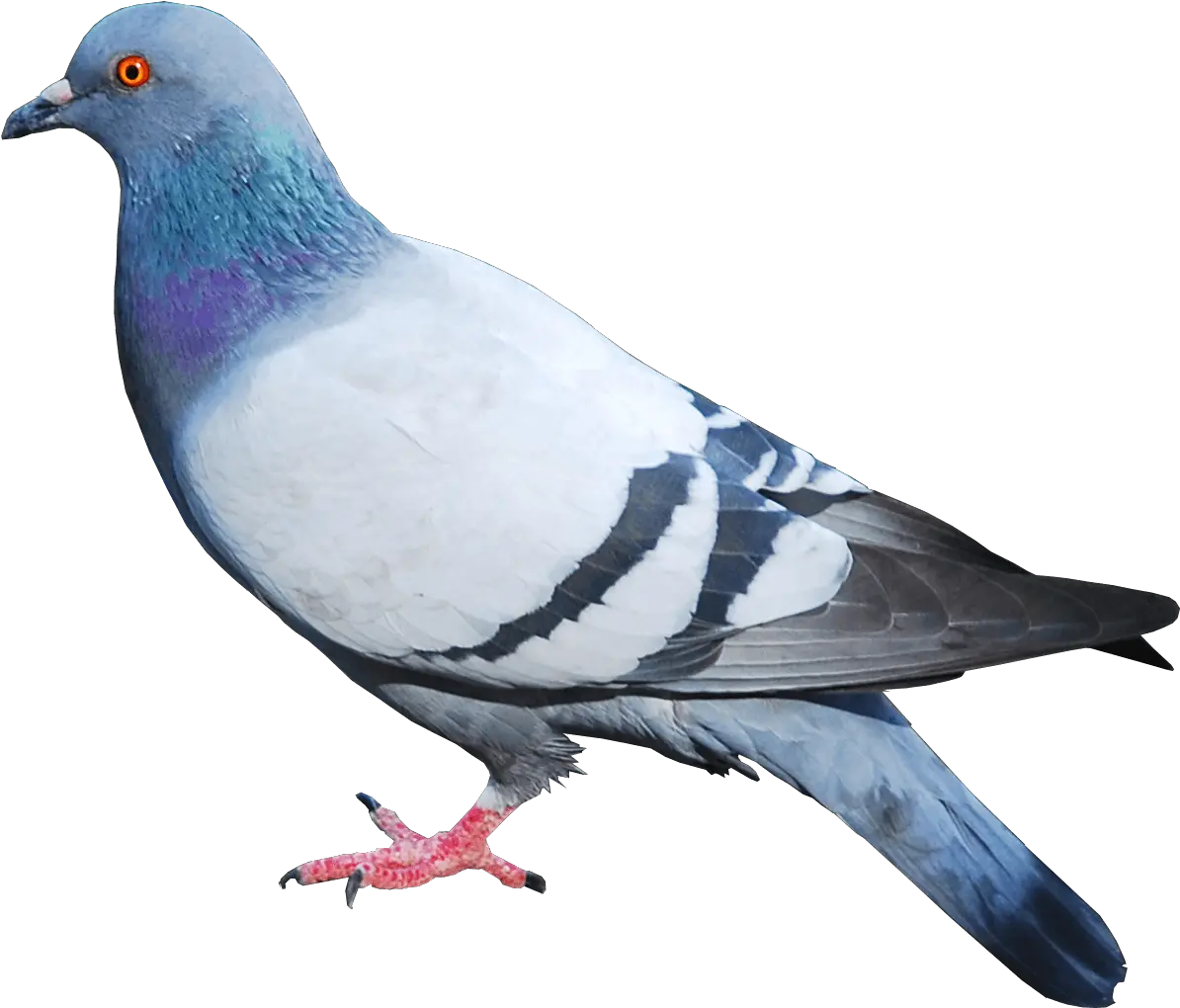 Pigeon Clipart Transparent Background Pigeon Png Dove Transparent Background