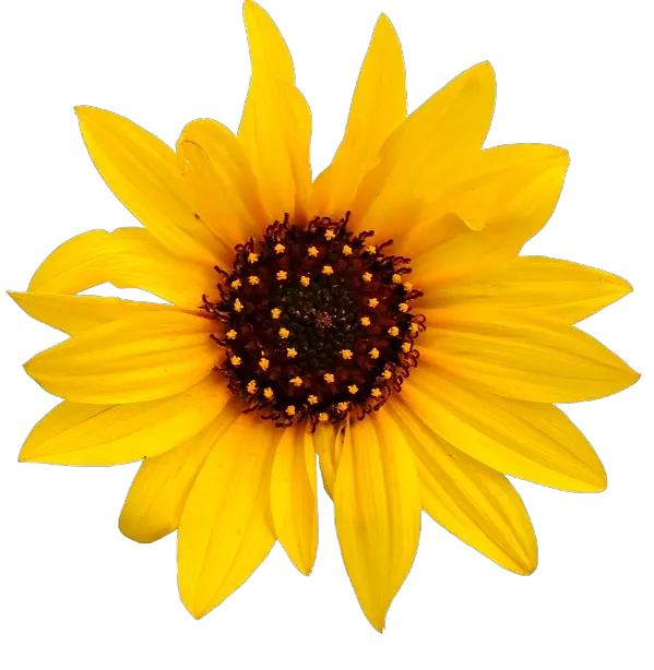 Corner Sunflower Watercolor Png