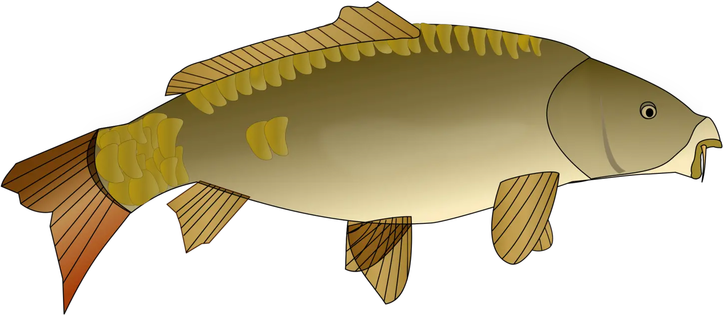 Perchbony Fishcarp Png Clipart Royalty Free Svg Png Carp Clipart Png Koi Fish Png