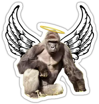 Harambe Meme You Vs The Boy She Tells You Not To Worry About Png Harambe Transparent