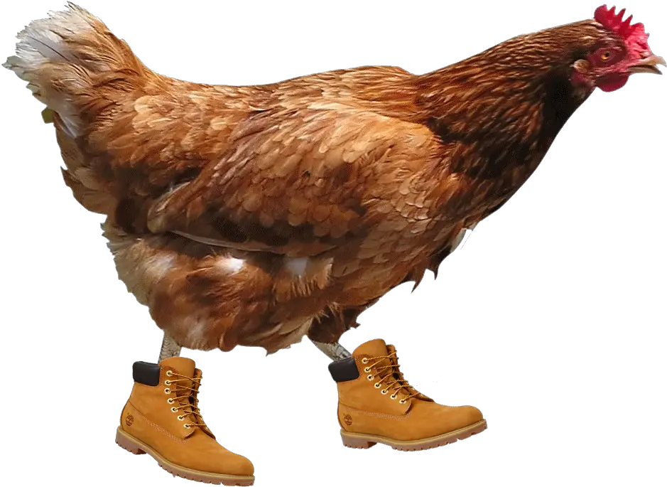 Timbs Transparent Background Hen Png Timbs Png