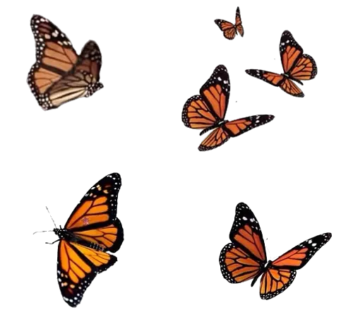 Pink Butterfly Images Png