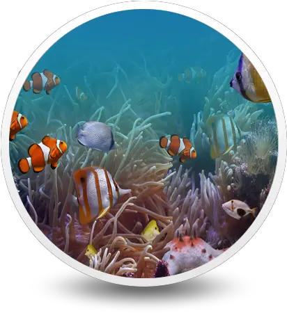 Tropical Fish Tanks Aquarium Marine Biology Png Tropical Fish Png