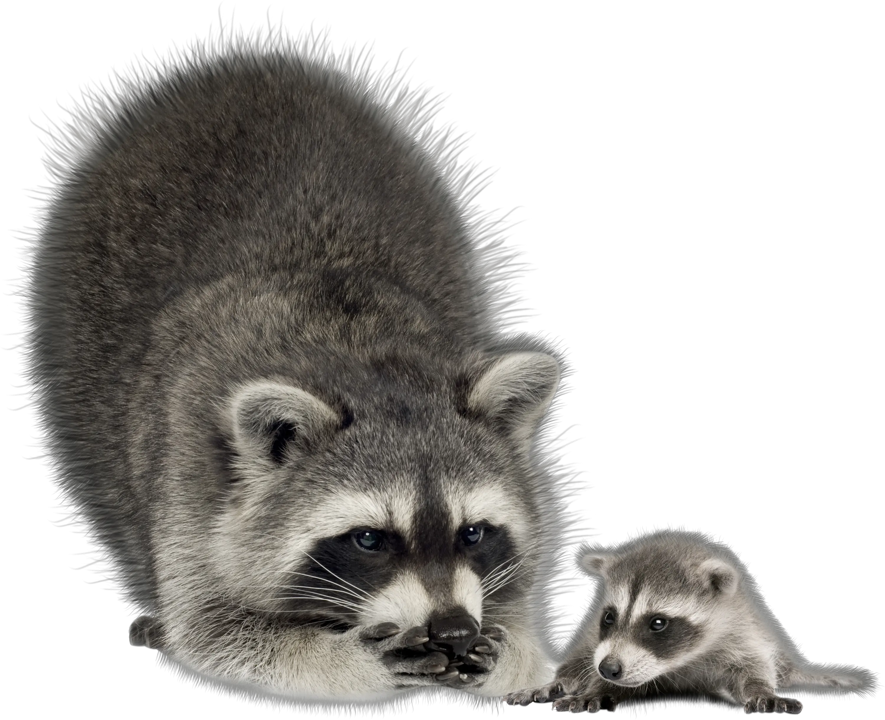 Raccoon Png Transparent Png Raccoon Clear Background Raccoon Png