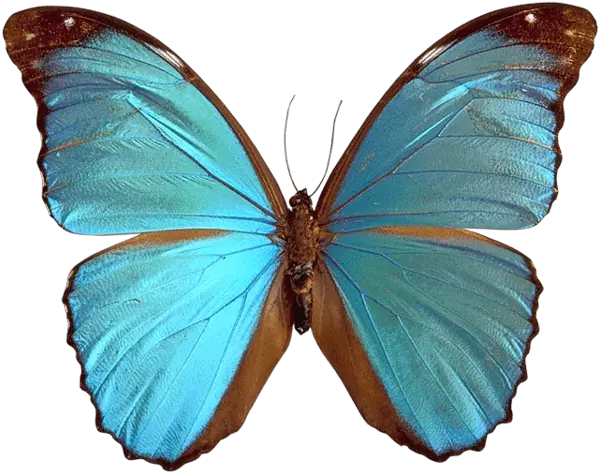 Butterflies Png Image