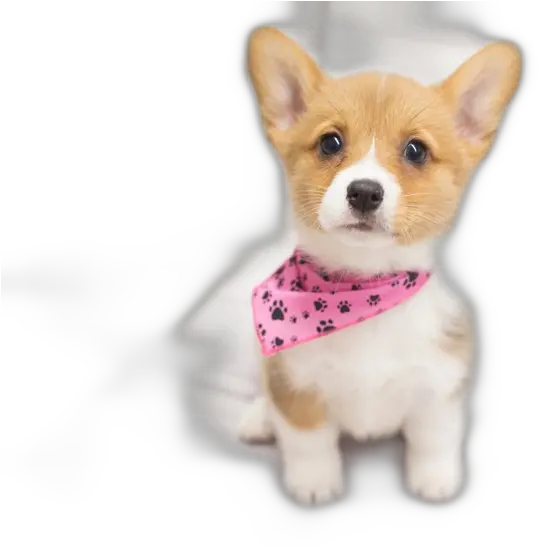 This Corgi Is Too Cute Puppy Adorable Cuteanim Corgi Puppy With Angel Wings Png Cute Dog Png