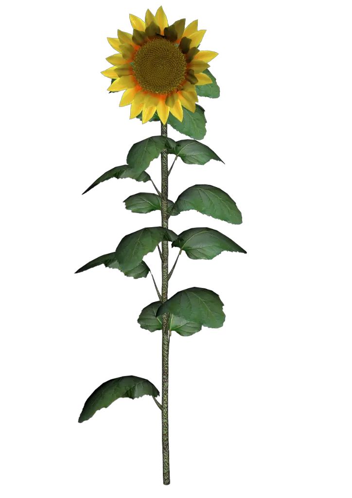 Commercial Free Water Color Sunflower Free Png