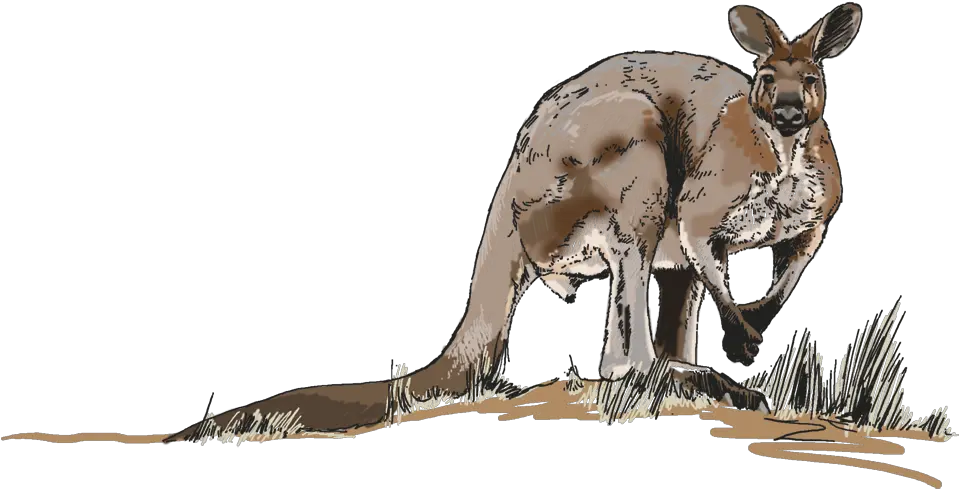 Download Hd Illustrations For Any Media Kangaroo Kangaroo Png Kangaroo Transparent Background