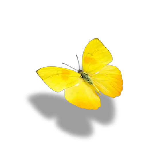 Paper Butterfly Png