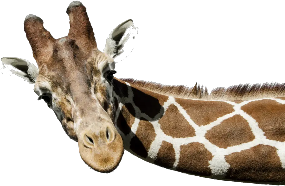 Png Transparent Images Free Download Giraffe Background