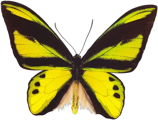 3d Butterfly Png