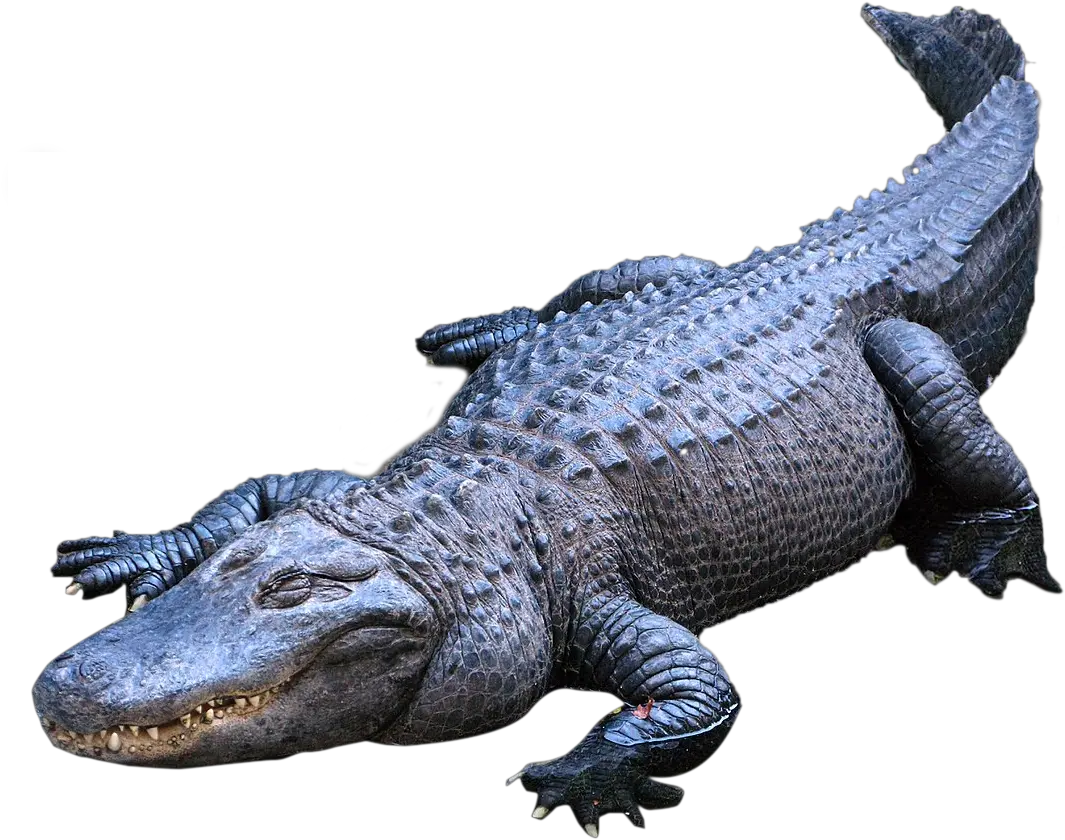 Alligator Png 4 Image Alligator Png Alligator Transparent Background
