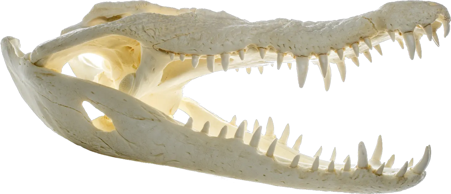 Crocodylus Niloticus Transparent Background Alligator Head Png Alligator Transparent Background
